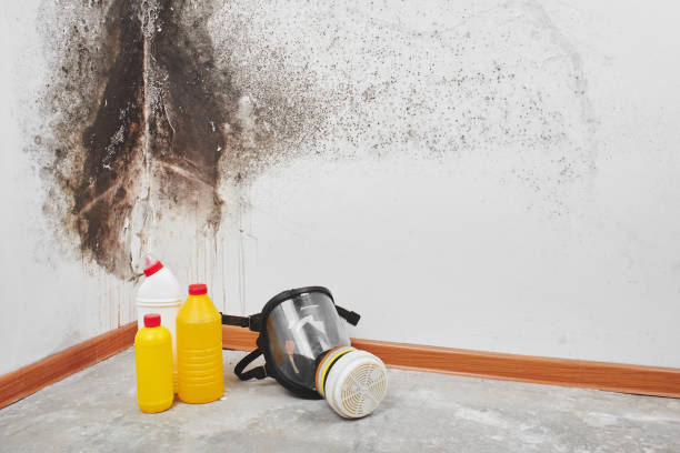 Best Commercial Mold Removal  in Bethel, NC