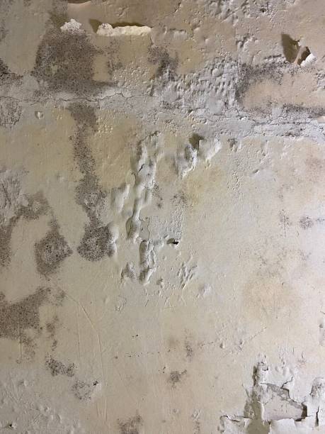 Crawl Space Mold Removal in Bethel, NC