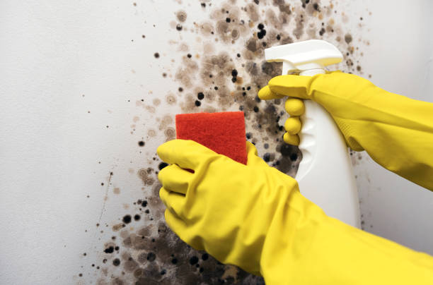 Best Mold Removal Company Near Me  in Bethel, NC